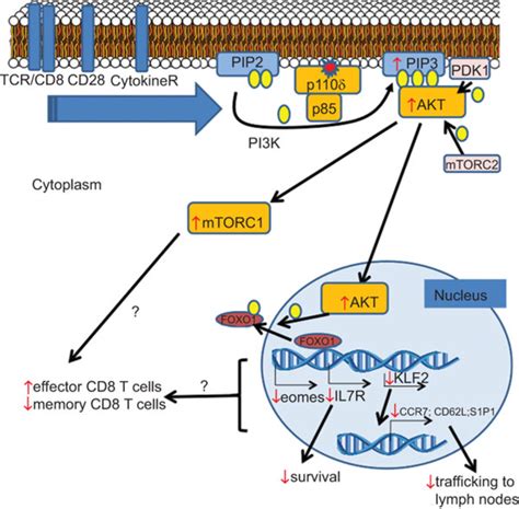 overview of pi3k akt mtorc1 foxo1 signaling pathways and consequences download scientific