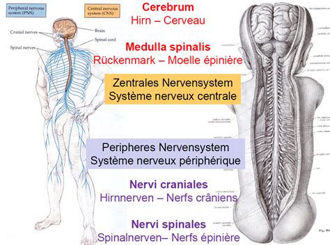 Das periphere nervensystem beschreibt den teil des menschlichen nervensystems, welcher außerhalb von gehirn und rückenmark, dem sogenannten zentralen. Lernkartei Lokomotion - Anatomie des Nervensystems