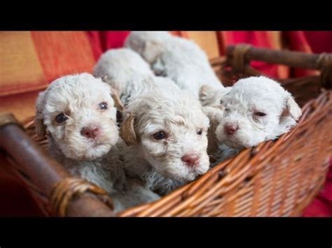 The breed originates from italy and was first used to hunt waterfowl. 60 Seconds Of Cute Lagotto Romagnolo Puppies! - YouTube