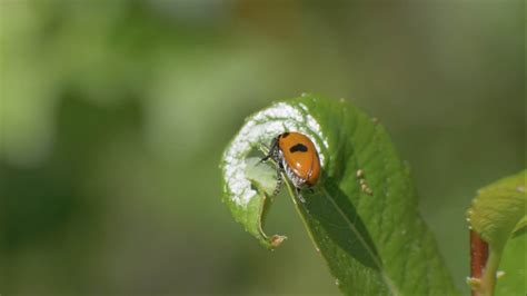 Four Spotted Leaf Beetle Species Upm Forest Life