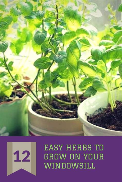 12 Easy Herbs To Grow On Your Windowsill Herbs Easy Herbs To Grow