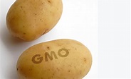 Genetically Modified Crops | The Ecologist