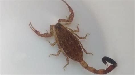 Venomous Scorpion Found In Washing After Mexico Holiday Bbc News