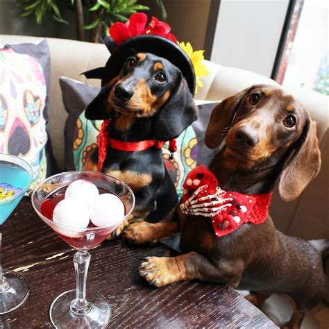 A Dachshund Cafe Is Coming To Brum For One Day Only