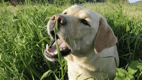 One of the biggies is eating grass, often to throw it up just a few minutes later. Why does my dog or cat eat grass? - Australia's best flea ...