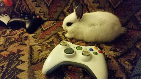 However, dwarf rabbits (netherland, polish, dwarf hotot etc.) are more recently developed. Dwarf Hotot Rabbits: 9 Little Bunnies That Just Seem to ...