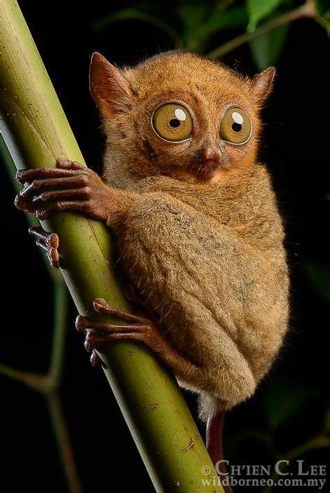 40 Cute Pygmy Tarsier Ideas In 2021 Tarsier Animals Wild Cute Animals