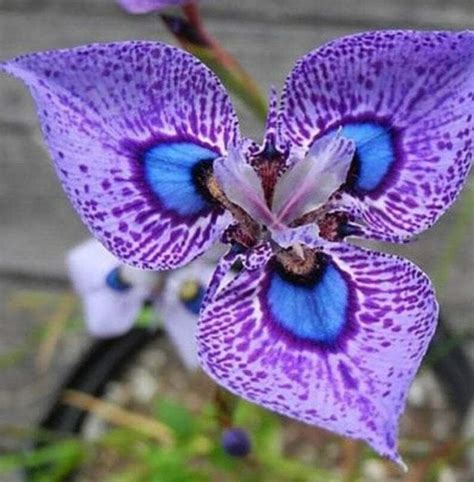 50pcs Phalaenopsis Butterfly Orchid Seeds Balcony Pot Flower Etsy