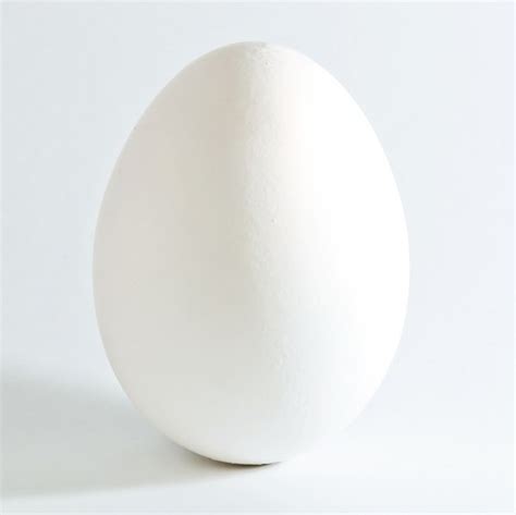 Filewhite Chicken Egg Square Wikipedia