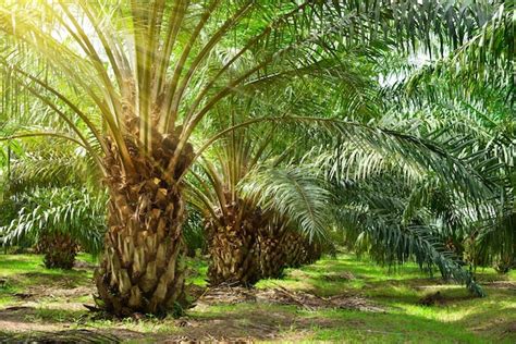 Premium Photo Palm Oil Plantation Growing Up