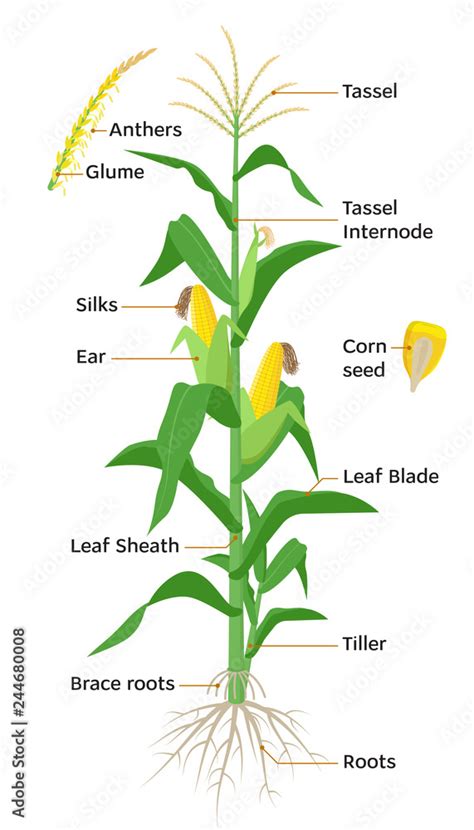 Maize Plant Diagram Infographic Elements With The Parts Of Corn Plant