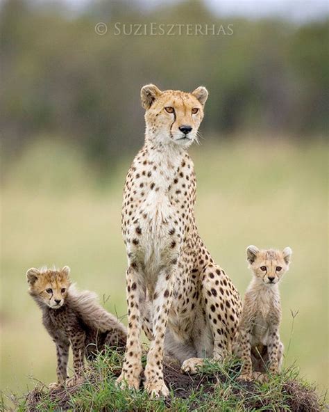 Mom And Baby Animal Photography Cheetah Mother And Cub