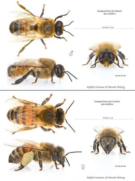 Female Vs Male Honey Bee Bee Keeping Bee Facts Backyard Bee
