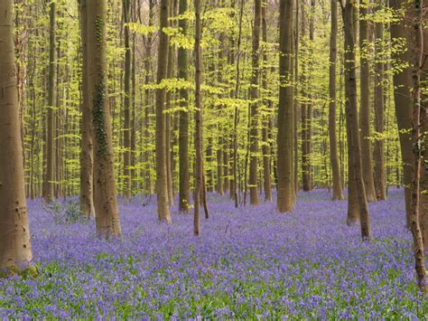 Bluebells At Hallerbos S Marks The Spots
