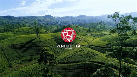 Cultivating Pure Ceylon Tea In Sri Lanka Venture Tea Pvt Ltd Pure