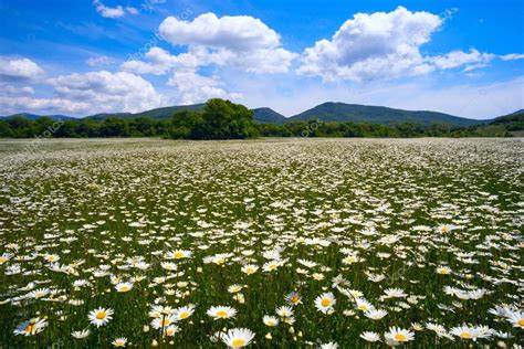 The Field Of Daisies On A Sunny Day Stock Photo By ©amarinchenko 115518084
