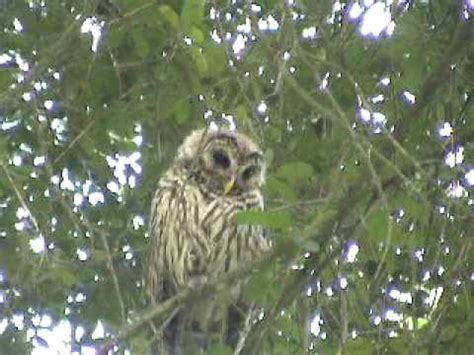 Tracking the world's largest owl. CHARLES RANDALL - " BIGGEST OWL I'VE EVER SEEN " - YouTube
