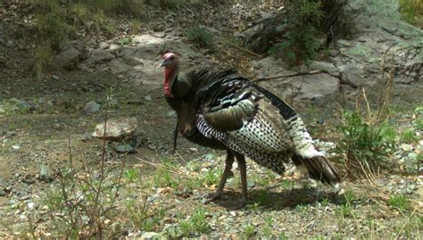 From wikipedia, the free encyclopedia. Gould's Turkey - Chiricahua National Monument (U.S ...