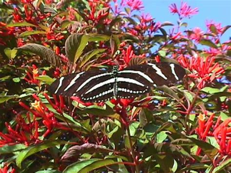 They can also come in a number of different. Attracting Butterflies To Your Miami Garden - The 16 Best ...