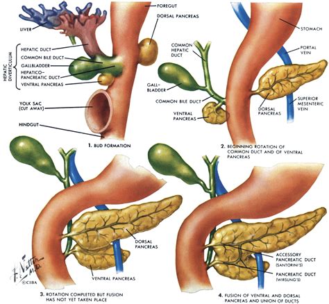 Pancreas divisum, an evidence-based review: part I, pathophysiology