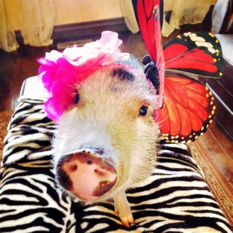 Penelope Popcorn Instagram Photos Of A Cute Dressed Up Pig Weird