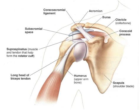 Tendons are much like ligaments, except that tendons attach muscles to bones. Diagram Of Shoulder Tendons (With images) | Shoulder joint, Shoulder anatomy, Shoulder tendonitis