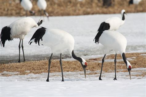 Red Crowned Crane Wikipedia