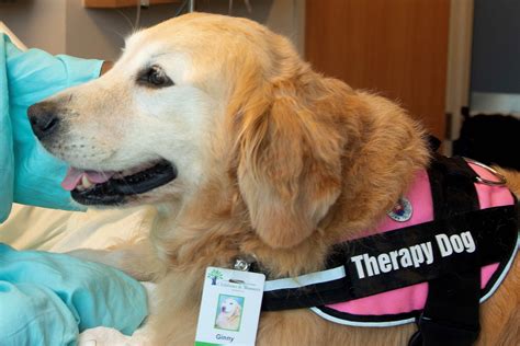 Pet Therapy Teams Needed To Visit Hospital Patients And Staff Usa Health