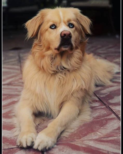 The golden retriever, on the other hand, has a thick, double coat, painted with the colors gold, blonde, and yellow. 47+ Adorable Golden Retriever Mix Breeds ️ ️ ️ | Doggypedia