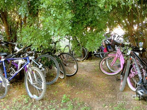 Austin Hike And Bike Trail Zilker Park Bicycles Easy Parking