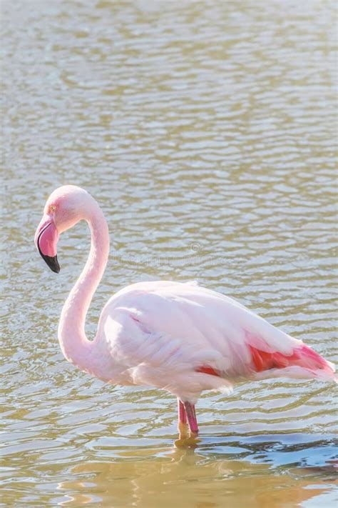 Pink Flamingo Greater Flamingo In Their Natural Environment