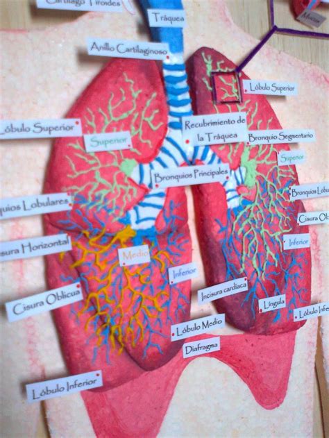 A Diagram Of The Human Body With Labels Attached To It S Organs And Lungs