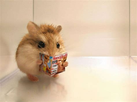 Funny Hamster Profile Staring Hamster Hd Wallpaper Pxfuel