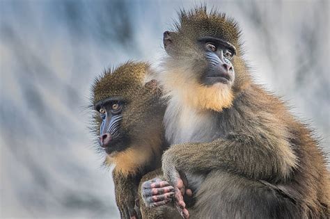 Royalty Free Photo Two Brown Monkeys On Top Pickpik