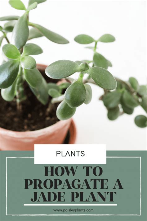 How To Propagate A Jade Plant From Stem Or Leaf Cuttings Paisley Plants