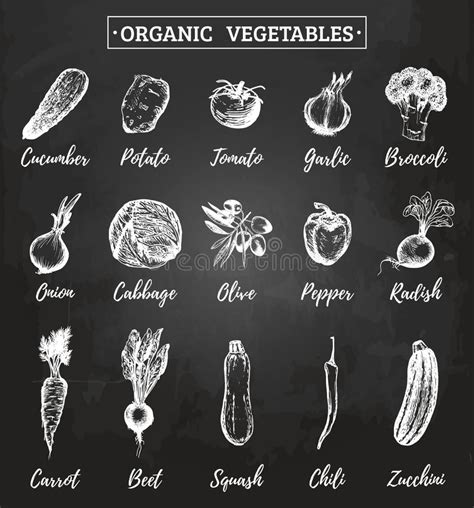 Vector Farm Vegetables Sketches Set Organic Products Illustration On