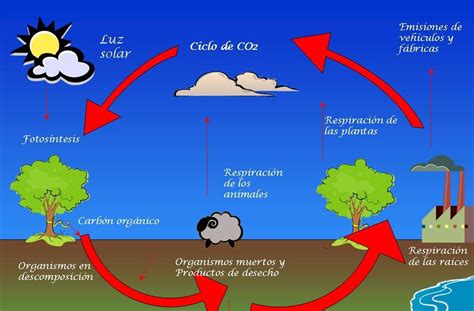 Ciclos De La Naturaleza Ciclo Del Carbono