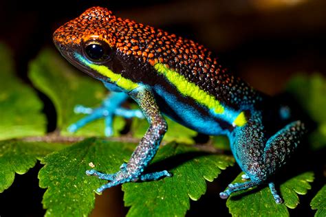 Thus, plants growing here are adapted to the low light conditions, and the forest floor is relatively clear of vegetation. 10 Amazing Tropical Rainforest Animals