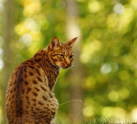 Ocicat Photo And Image Animals Cats Pets And Farm Animals Images At