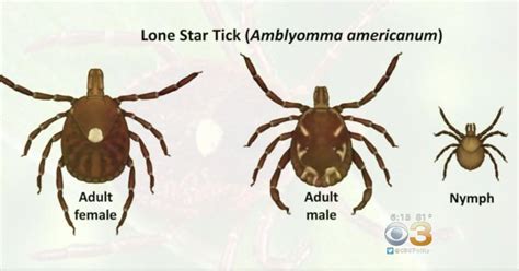 Lone Star Tick Bite Causes Uncommon Side Effect Cbs Philadelphia