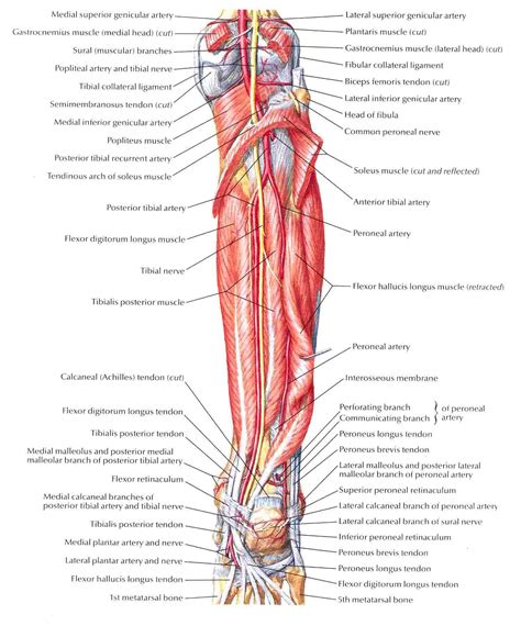 Muscles Of Leg Deep Dissection Posterior View Bedahunmuhs Blog