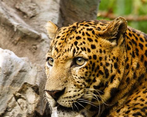 Leopard Animals Big Cats Leopards Hd Wallpaper Peakpx