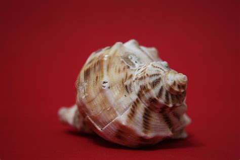 Seashells Over Red 3 Stock Image Image Of Shellfish 146210709