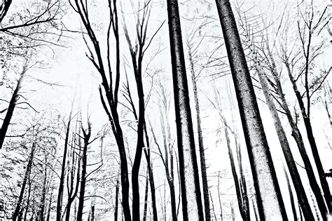 Monochrome Forest Wall Mural Wallpaper Black And White Forest Wallpaper