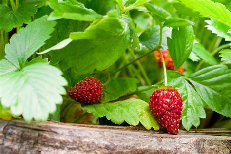 How To Grow Strawberries From Seed Bbc Gardeners World Magazine