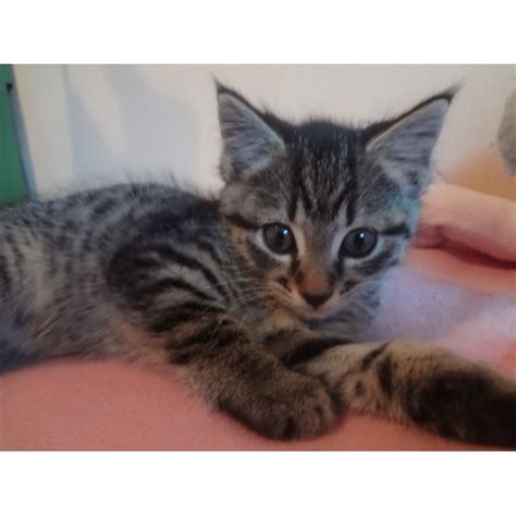 2 Adorable Spotted And Striped Tabby Kittens Female Cat In Nsw
