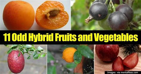 11 Odd And Bizarre Hybrid Fruits And Vegetables