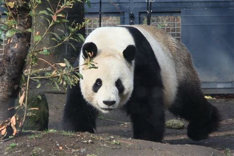 The Giant Pandas At The Ueno Zoo Have Become A Major Attraction In
