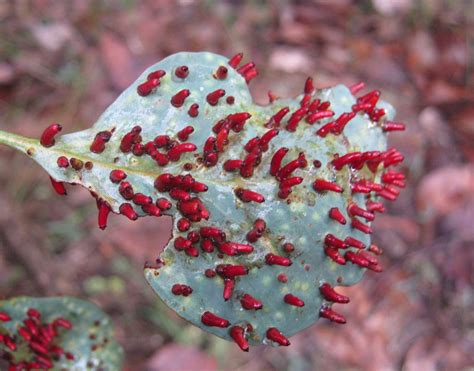 Eucalyptus leaf galls | Eucalyptus leaves, Eucalyptus, Leaves