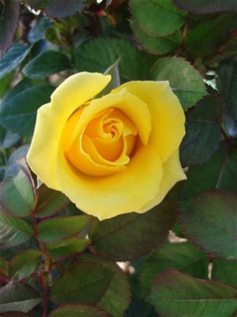See more of the yellow rose of texas republican women on facebook. Rosa chinensis 'Nacogdoches' Rose, Nacogdoches from ...